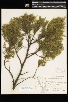 Image representing Juniperus scopulorum.