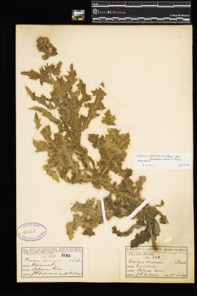 Image representing Cirsium arvense var. horridum.