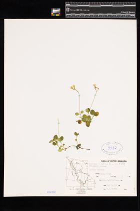 Image representing Linnaea borealis ssp. longiflora.