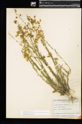 Image representing Linum lewisii var. lewisii.