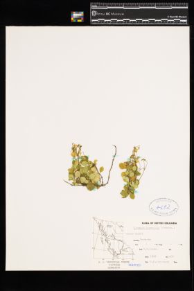 Image representing Linnaea borealis ssp. longiflora.