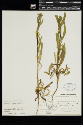 Image representing Amsinckia retrorsa.