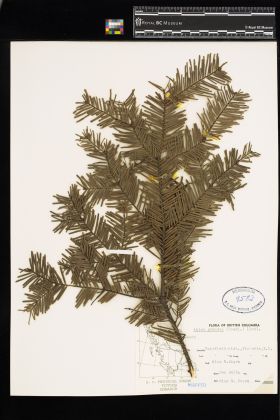 Image representing Abies grandis.