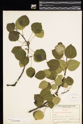 Image representing Populus tremuloides var. vancouveriana.