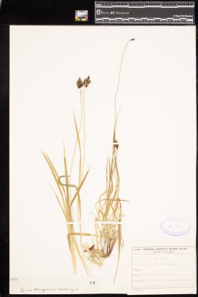 Image representing Carex atrosquama.