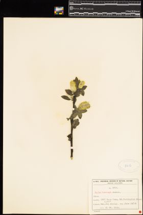 Image representing Salix barclayi.