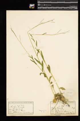 Image representing Arabis hirsuta.