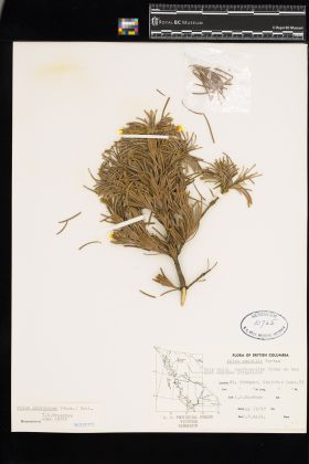 Image representing Abies lasiocarpa.