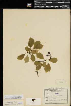 Image representing Crataegus suksdorfii.