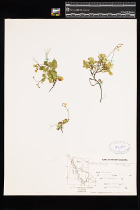 Image representing Linnaea borealis ssp. longiflora.