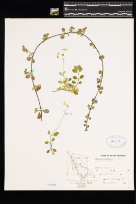 Image representing Linnaea borealis ssp. longiflora.