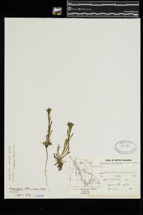 Image representing Amsinckia retrorsa.