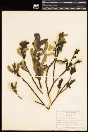 Image representing Salix barclayi.
