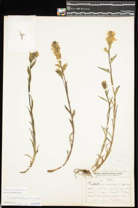 Image representing Castilleja unalaschcensis.