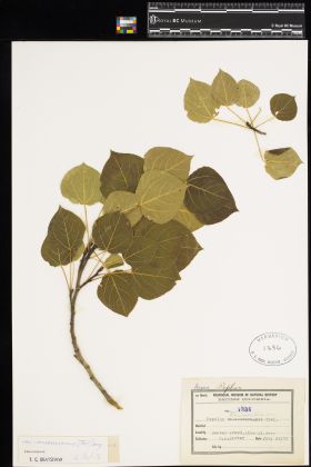 Image representing Populus tremuloides var. vancouveriana.