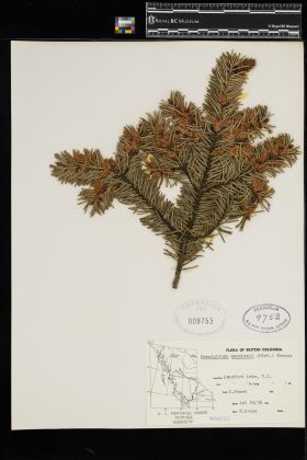 Image representing Pseudotsuga menziesii.