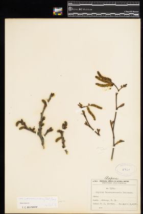 Image representing Populus tremuloides var. vancouveriana.