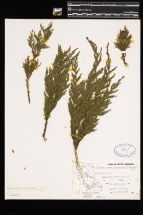 Image representing Chamaecyparis nootkatensis.