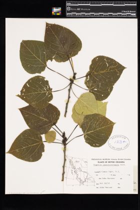 Image representing Populus tremuloides var. vancouveriana.