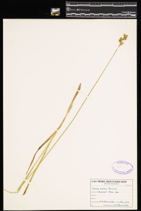 Image representing Carex aenea.