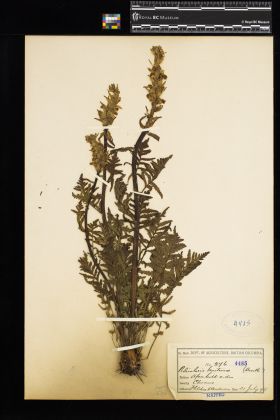 Image representing Pedicularis bracteosa.