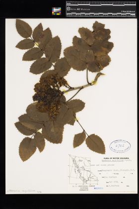 Image representing Mahonia aquifolium.