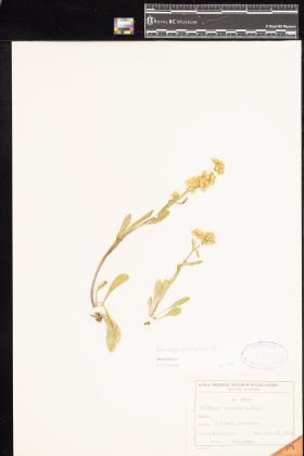 Image representing Solidago glutinosa.