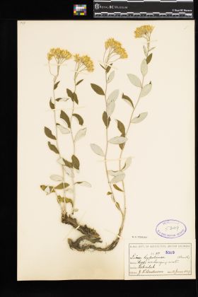 Image representing Luina hypoleuca.