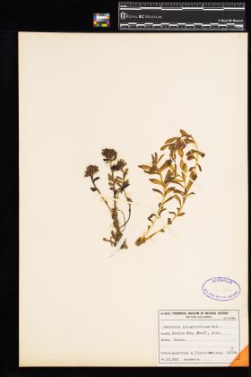 Image representing Rhodiola integrifolia ssp. integrifolia.