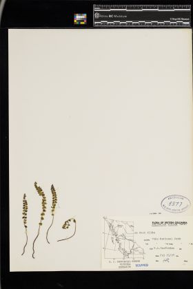 Image representing Asplenium viride.