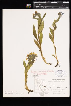 Image representing Mertensia paniculata ssp. paniculata.