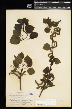 Image representing Populus tremuloides var. vancouveriana.