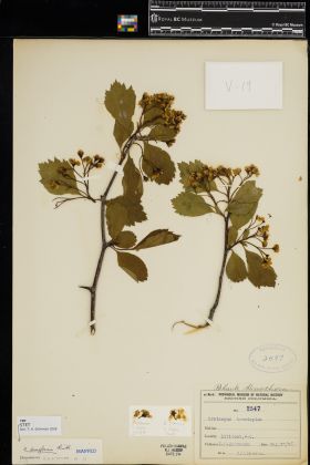 Image representing Crataegus douglasii.