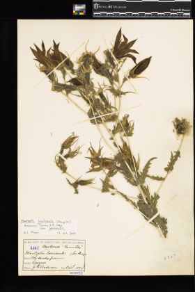 Image representing Mentzelia laevicaulis var. laevicaulis.