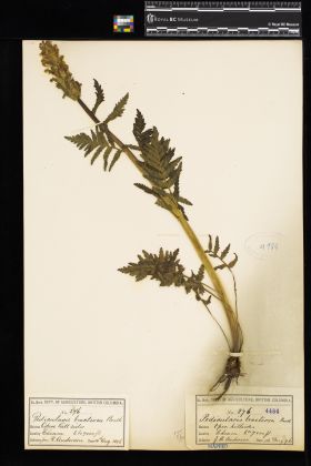 Image representing Pedicularis bracteosa.
