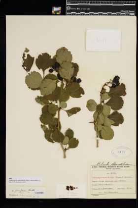 Image representing Crataegus suksdorfii.