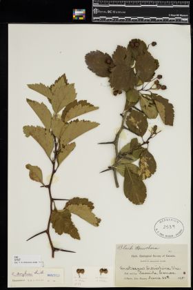 Image representing Crataegus douglasii.