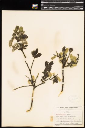 Image representing Salix barclayi.