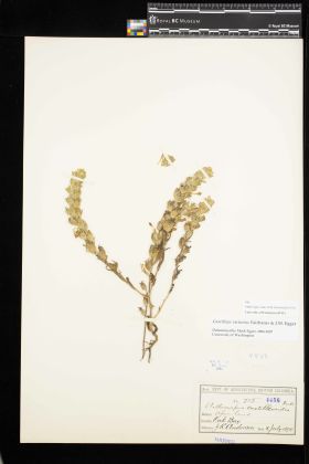 Image representing Castilleja victoriae.