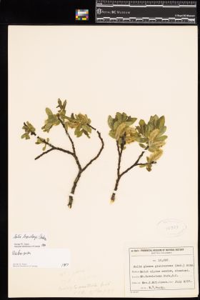 Image representing Salix barclayi.