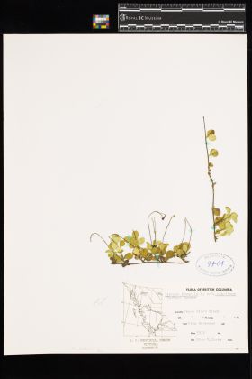 Image representing Linnaea borealis ssp. longiflora.