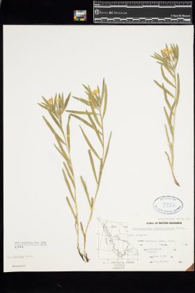 Image representing Lithospermum incisium.