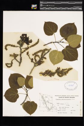Image representing Populus tremuloides var. vancouveriana.