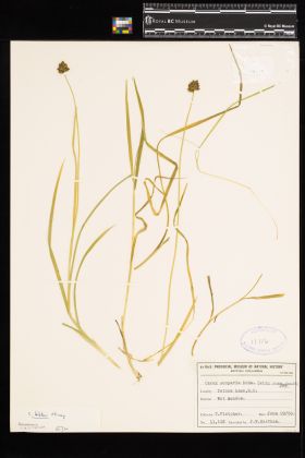 Image representing Carex bebbii.