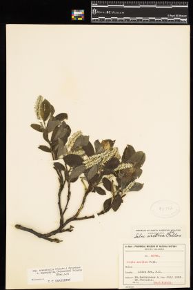 Image representing Salix arctica ssp. crassijulis.