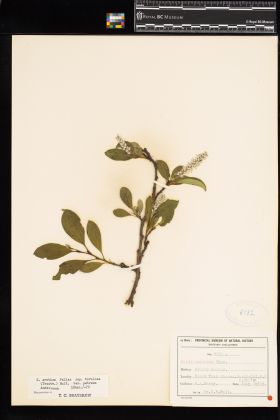 Image representing Salix arctica ssp. torulosa.
