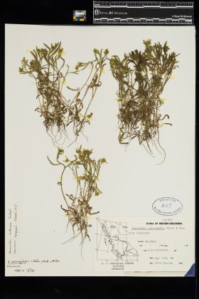 Image representing Amsinckia retrorsa.