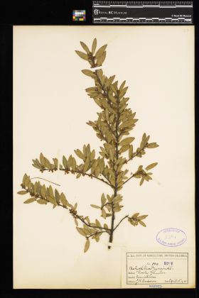 Image representing Paxistima myrsinites.