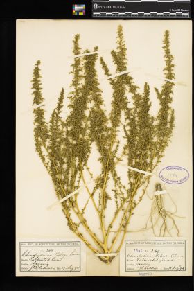 Image representing Chenopodium botrys.