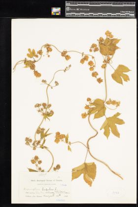 Image representing Humulus lupulus.